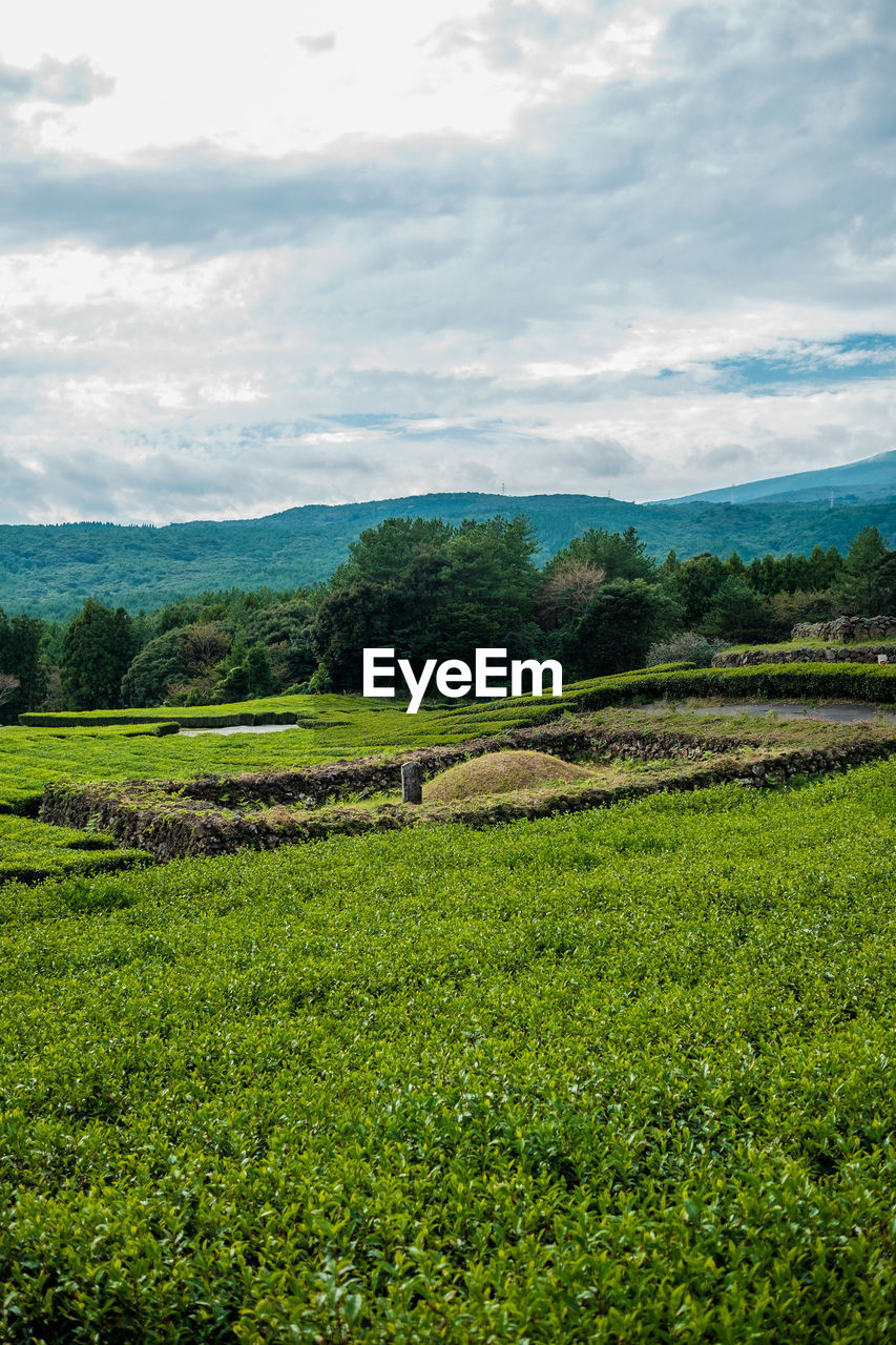 plant, landscape, environment, green, land, field, agriculture, scenics - nature, rural scene, nature, growth, beauty in nature, sky, crop, grassland, grass, hill, cloud, rural area, flower, tranquility, farm, meadow, no people, tranquil scene, plain, tree, food and drink, day, paddy field, plateau, tea crop, natural environment, outdoors, plantation, horizon, pasture, food, assam tea, freshness, non-urban scene, soil, foliage, lush foliage