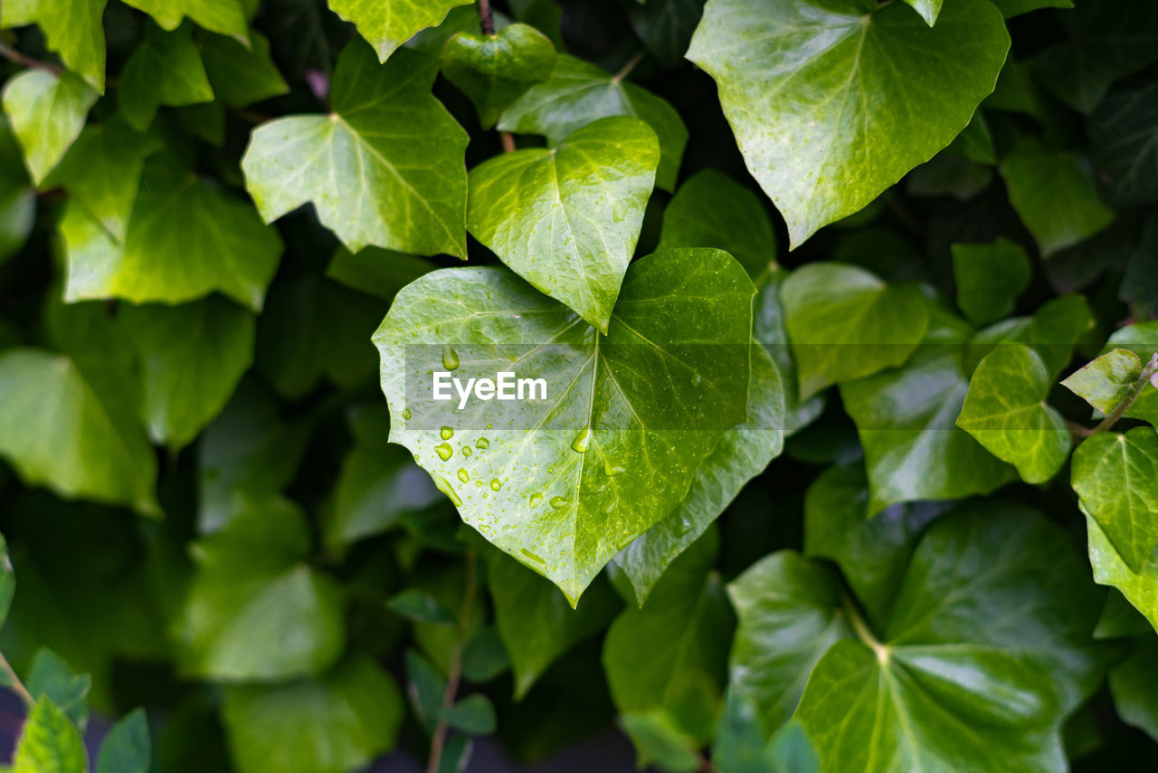 Close-up of wet leaves