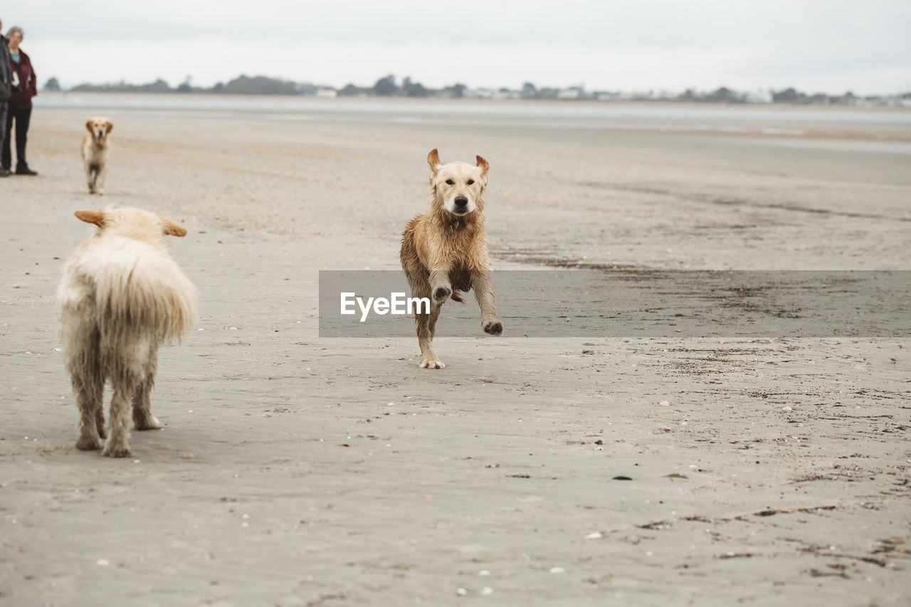 Golden retriever labrador running towards camera on the beach