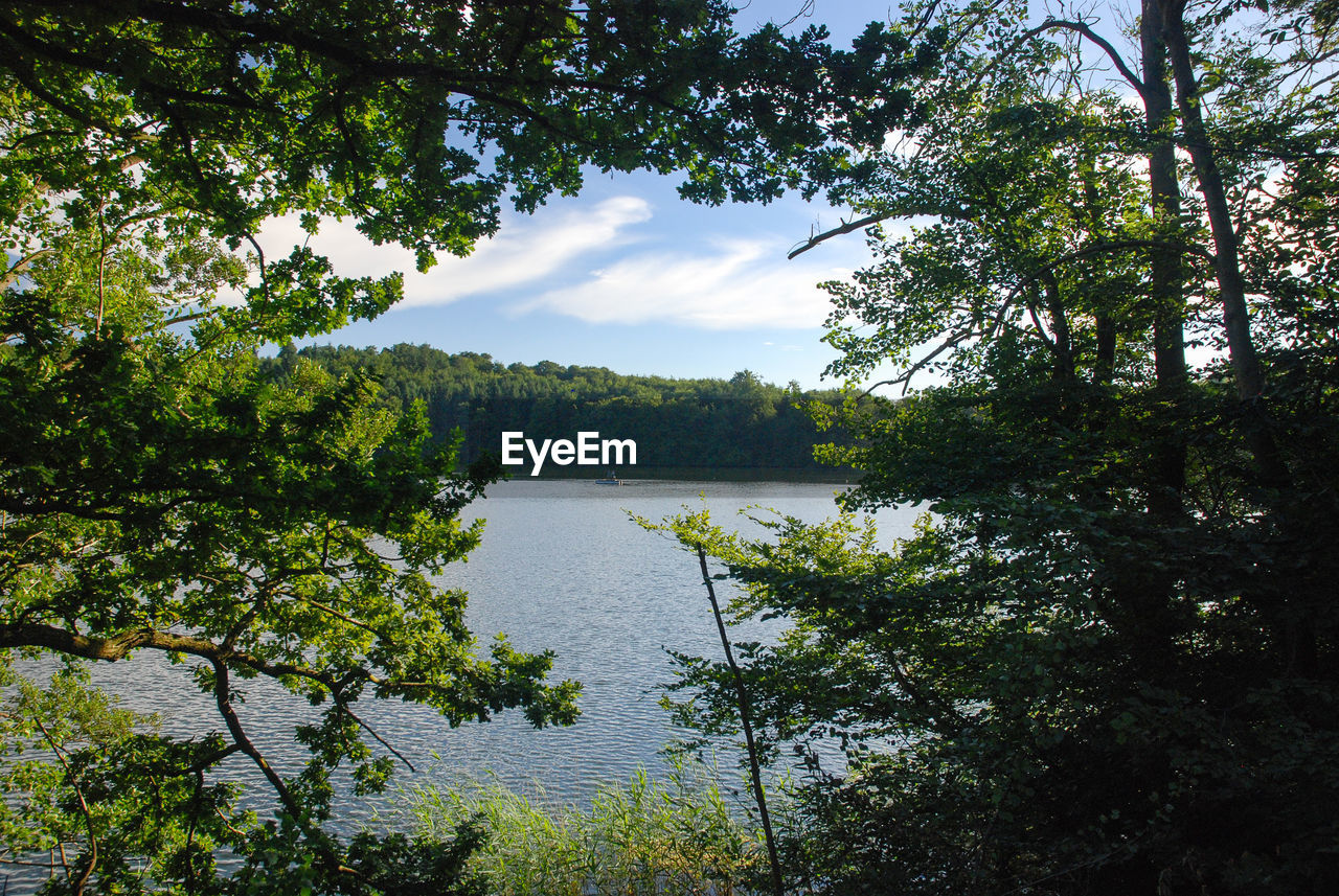 SCENIC VIEW OF LAKE IN FOREST