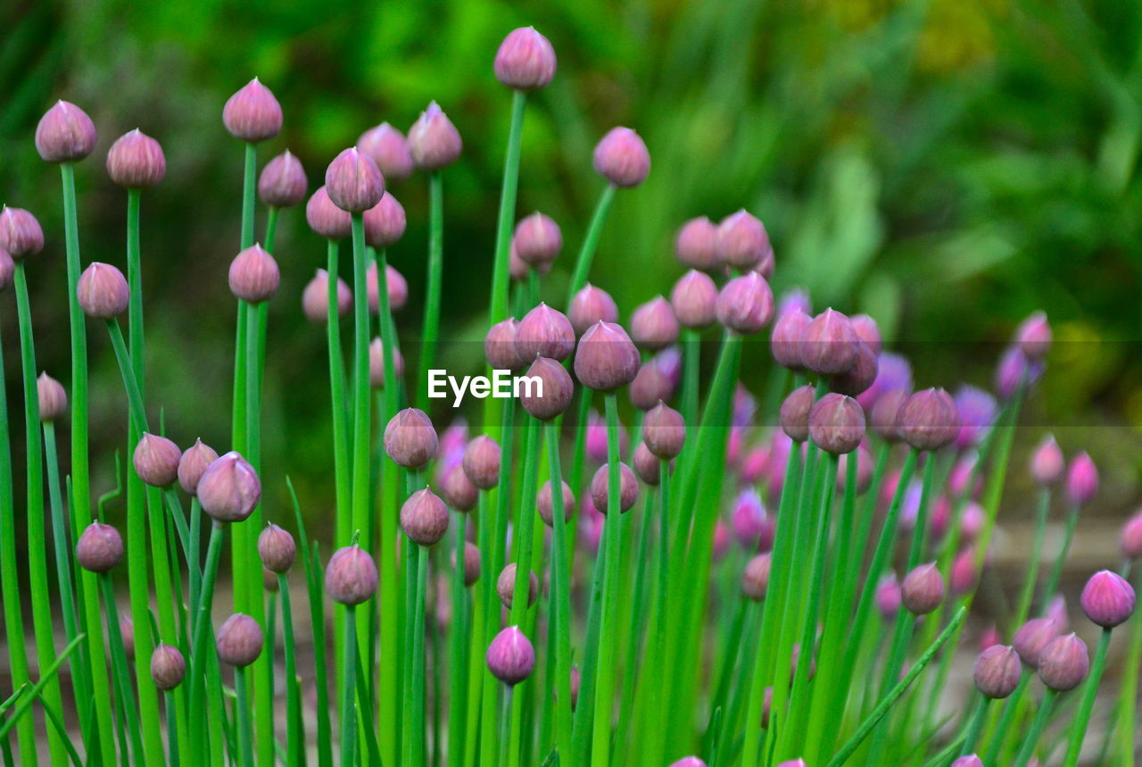 Close-up of purple flowering plants on field