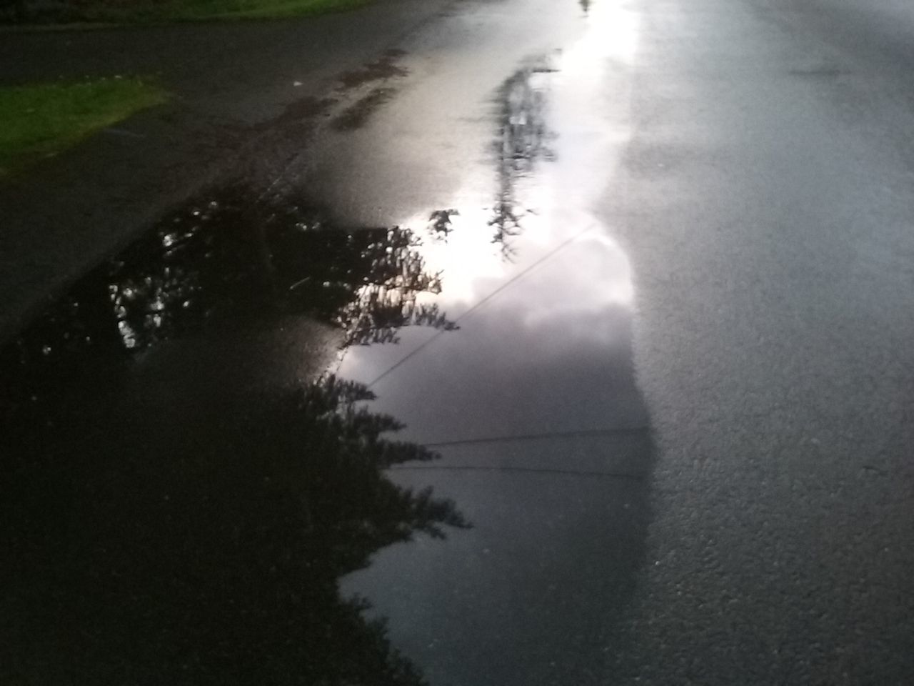 TREES REFLECTING IN WATER