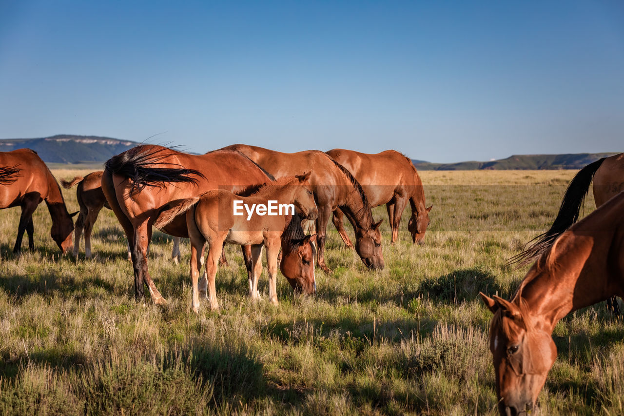 PANORAMIC VIEW OF HORSES ON FIELD