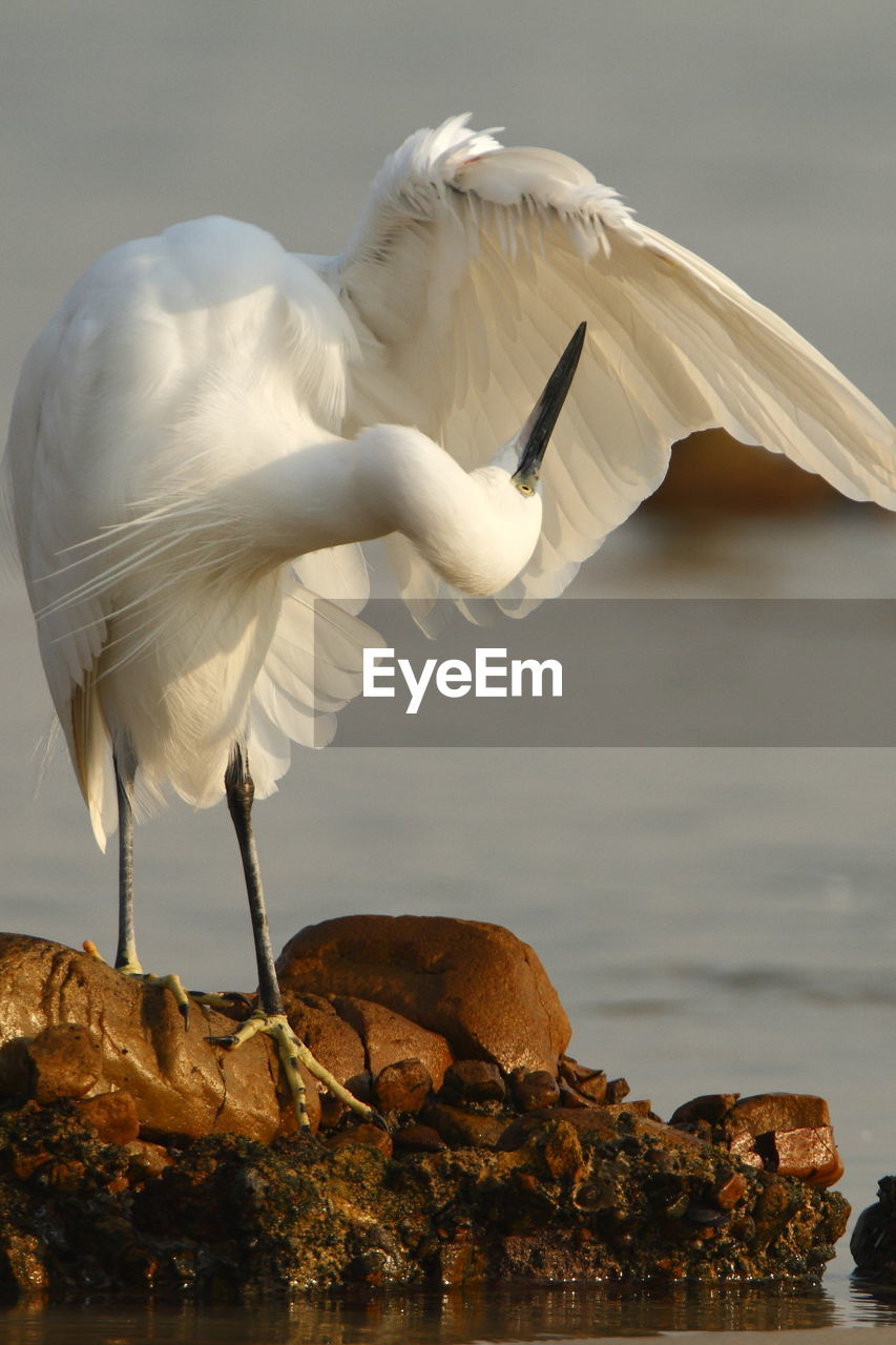 CLOSE-UP OF WHITE BIRD PERCHING ON ROCK