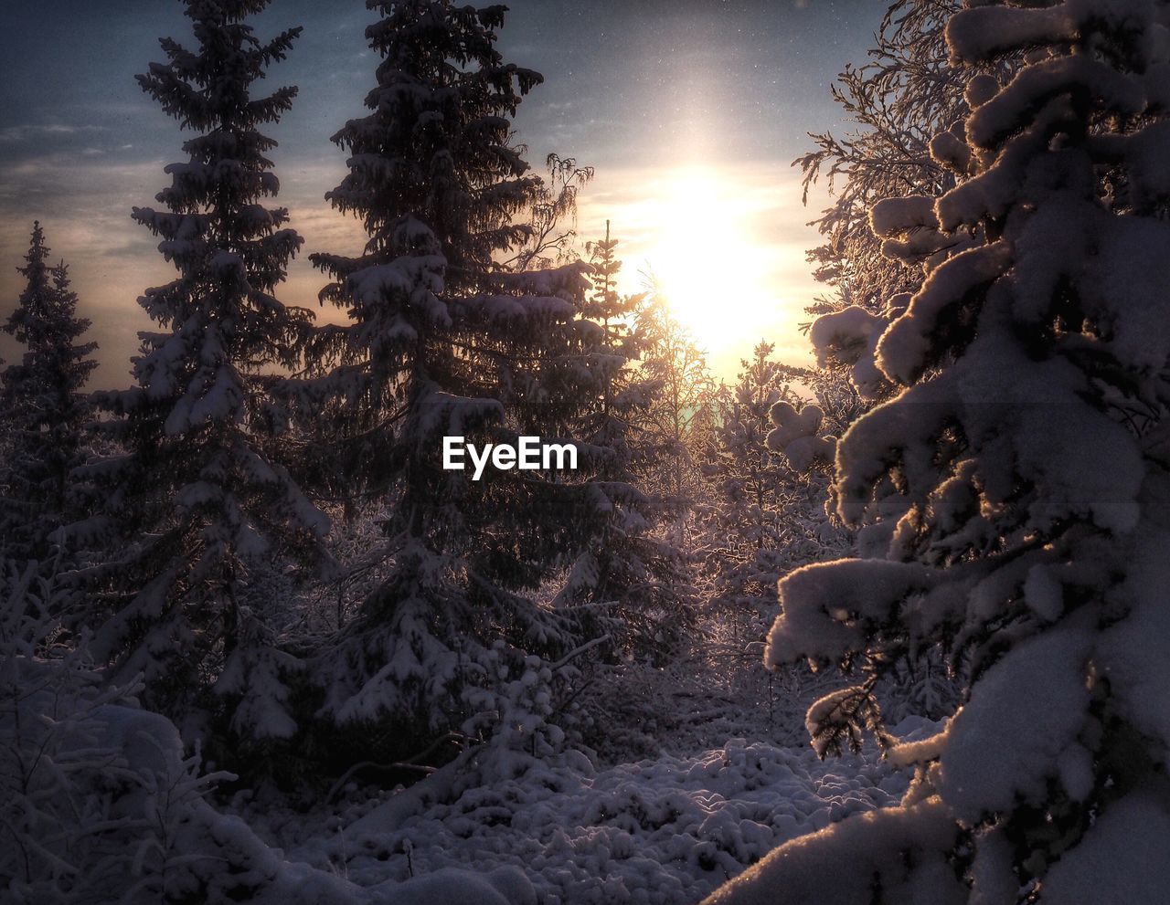 Snow covered trees at forest during sunset