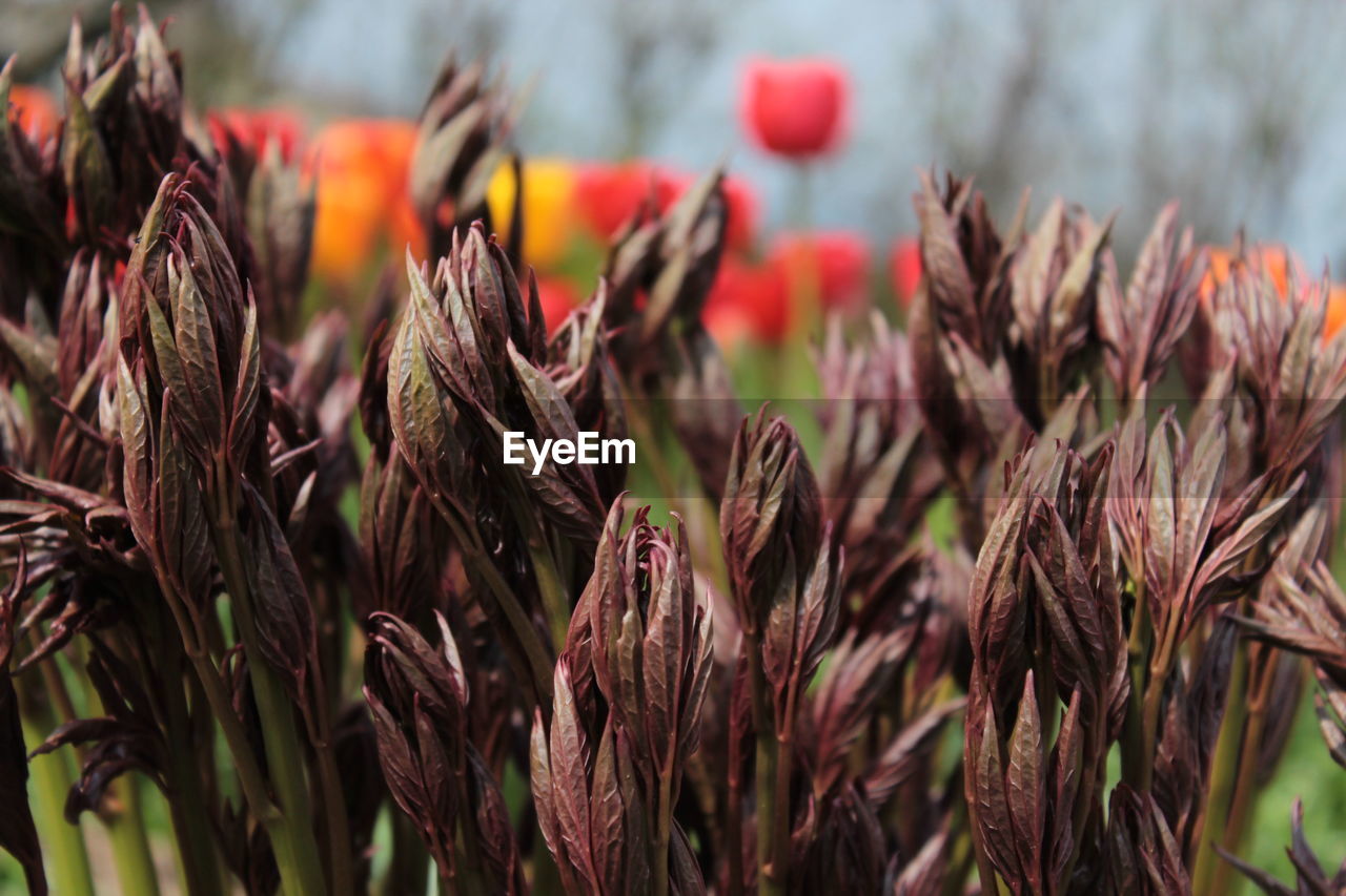 Close-up of plants growing on field