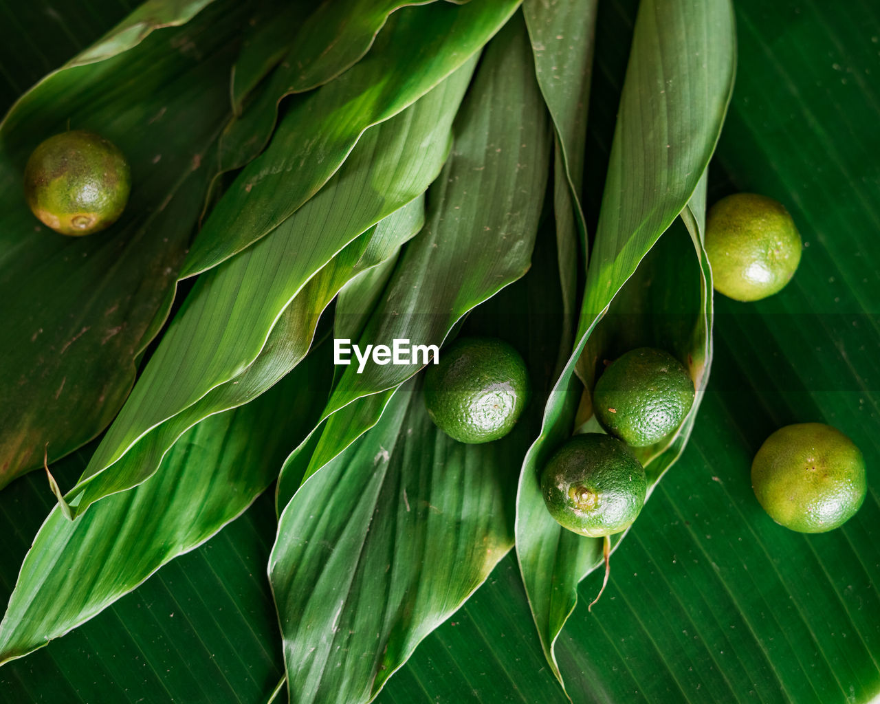Asian food ingredients calamansi and tumeric leaves banana leaf background.