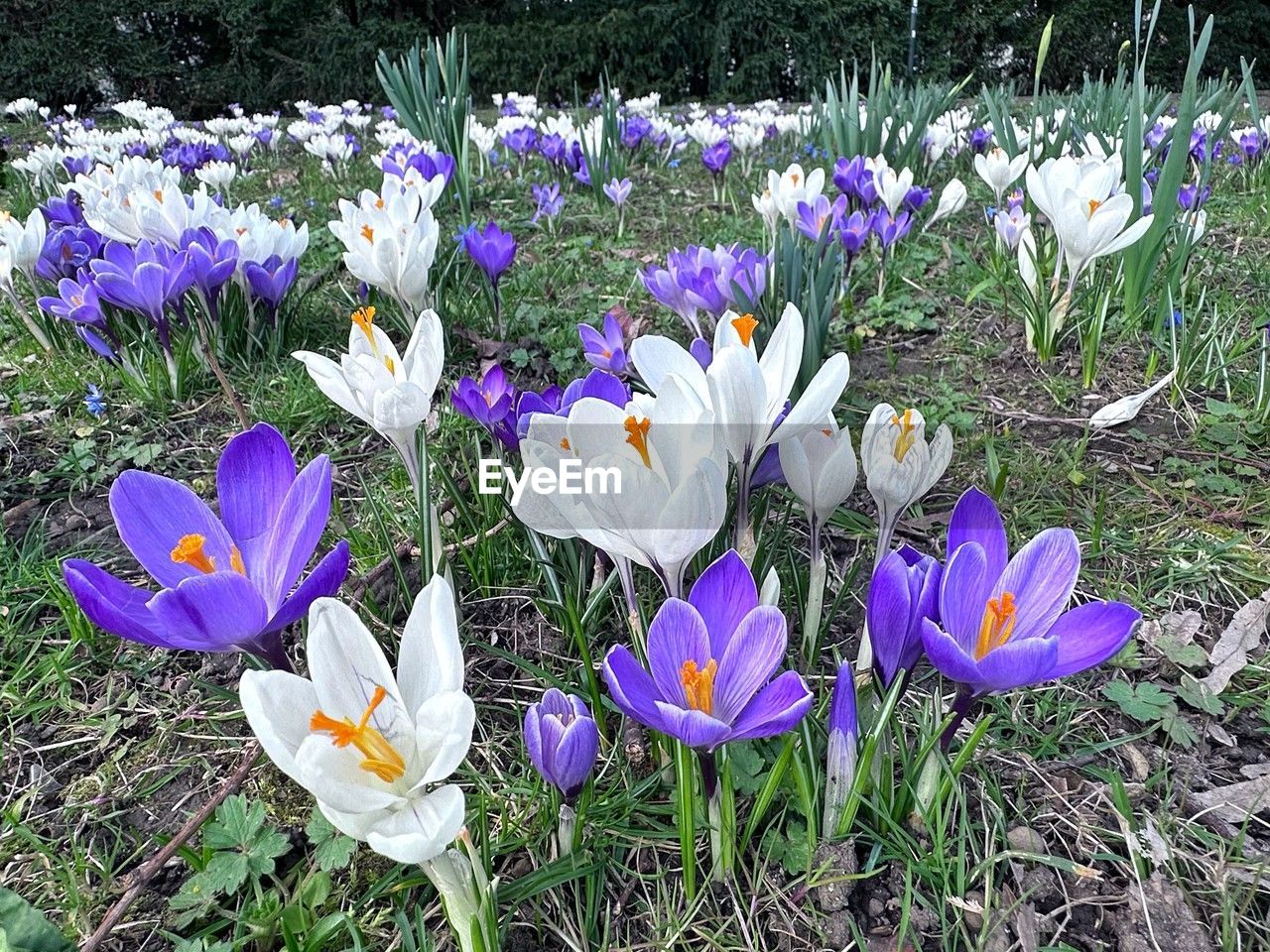 plant, flower, flowering plant, crocus, beauty in nature, freshness, fragility, iris, growth, purple, petal, nature, land, field, close-up, inflorescence, flower head, day, no people, high angle view, grass, springtime, outdoors, white