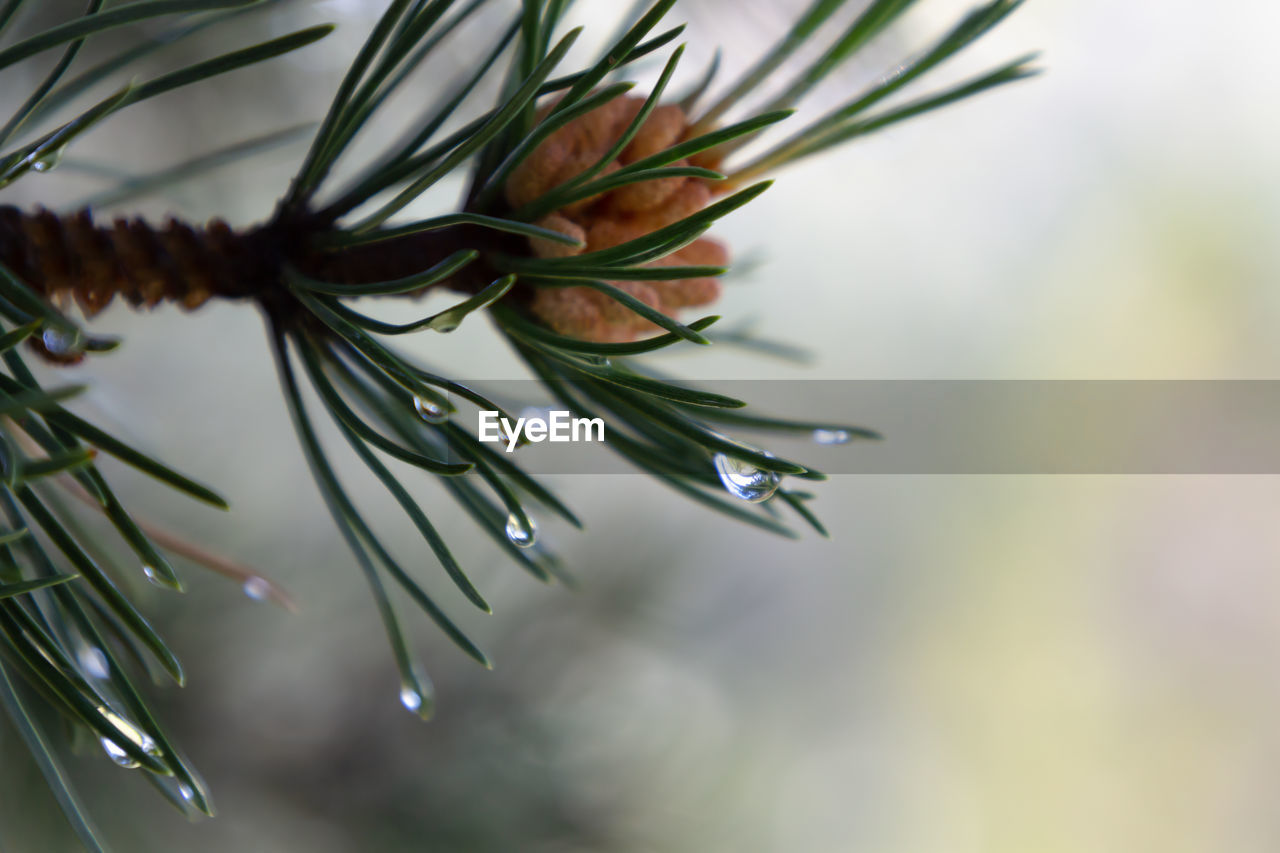 Raindrop on pine leaf and pine fruit. blurred background