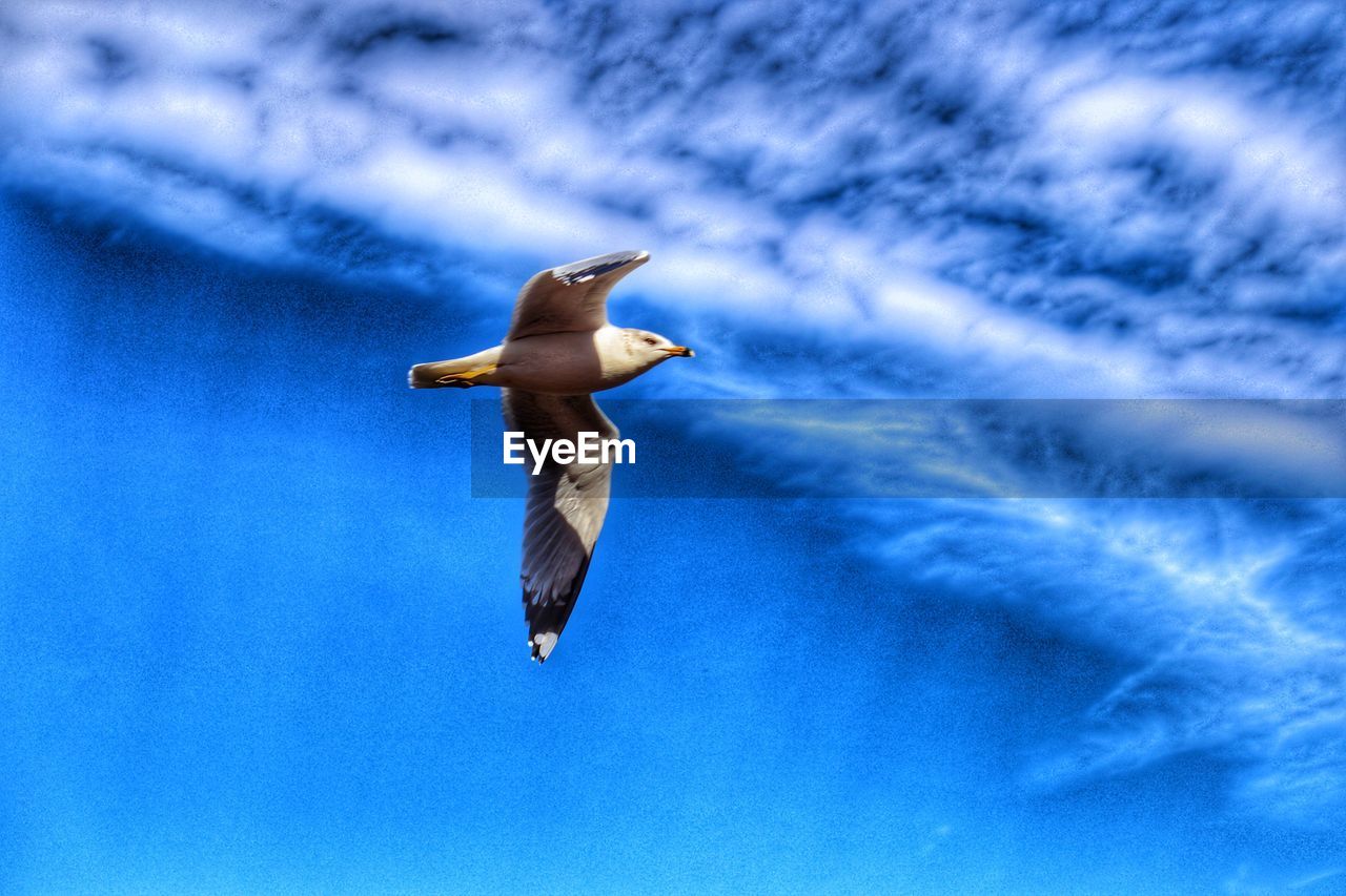flying, bird, wildlife, animal themes, animal, animal wildlife, blue, one animal, sky, cloud, spread wings, nature, mid-air, seabird, no people, motion, low angle view, wing, day, animal body part, outdoors, gull