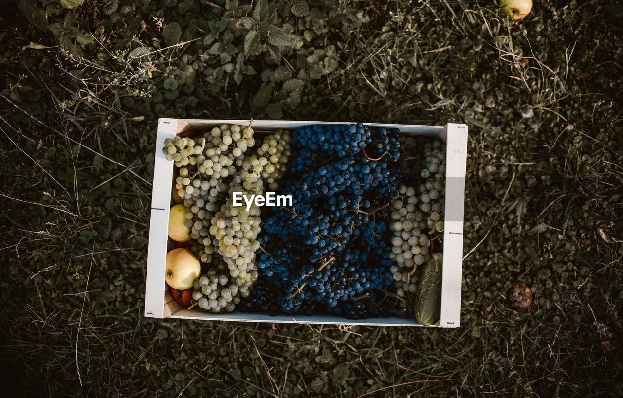 High angle view of fruits in box on field