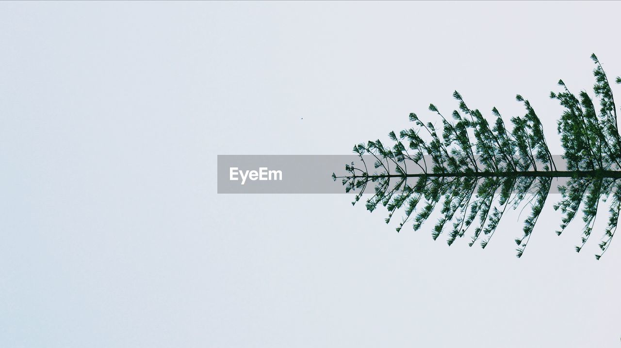 LOW ANGLE VIEW OF TREE AGAINST SKY