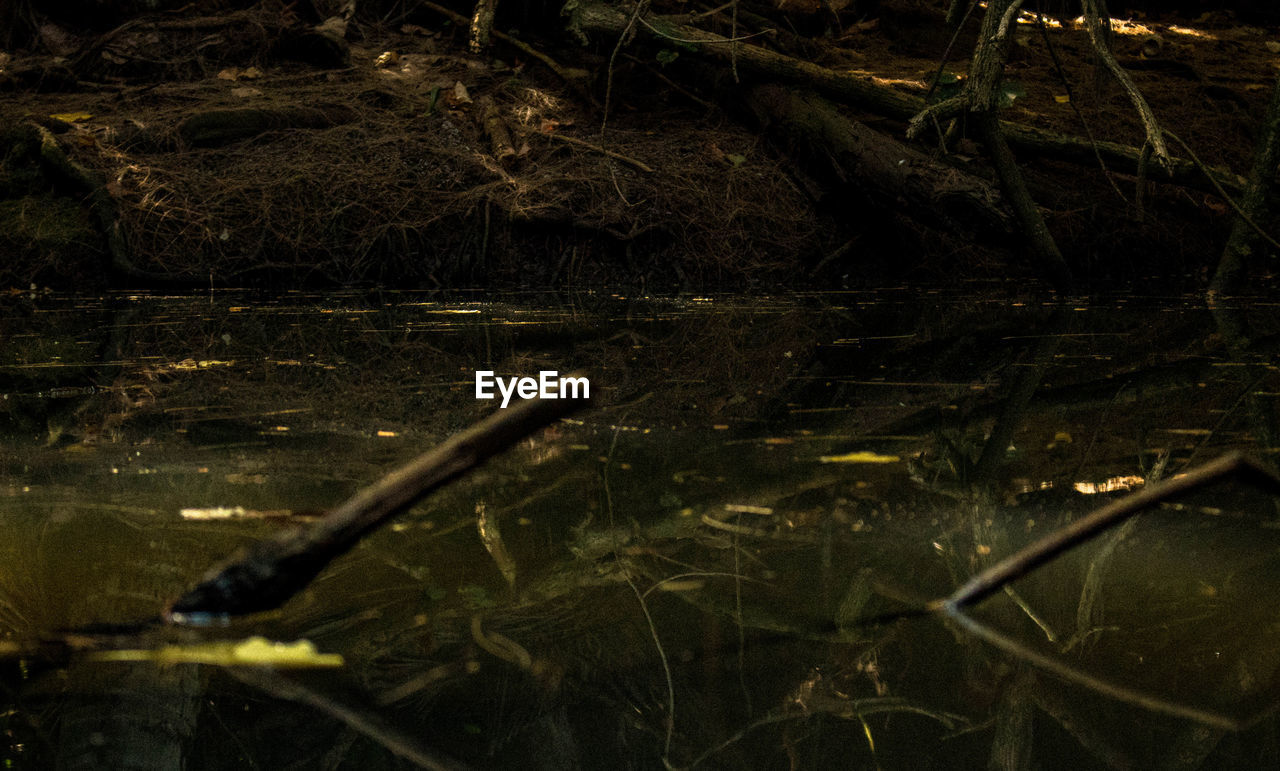 CLOSE-UP OF PLANTS GROWING IN LAKE