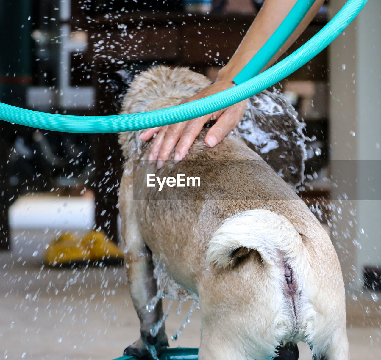 FULL LENGTH OF DOG PLAYING WITH WATER