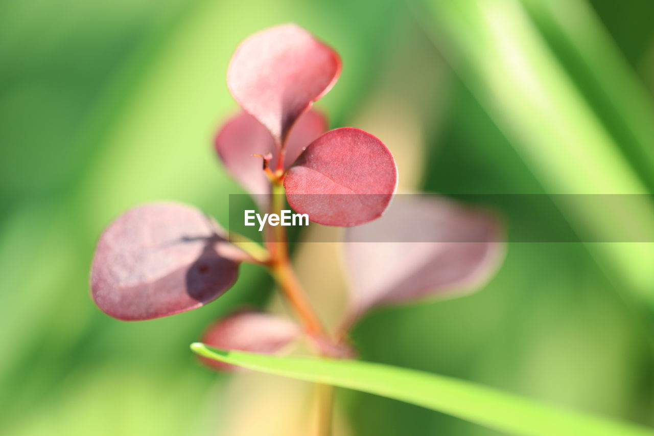 Close-up of pink flowering plant