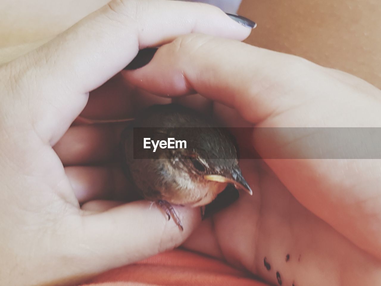 CLOSE-UP OF HAND HOLDING SMALL BIRD