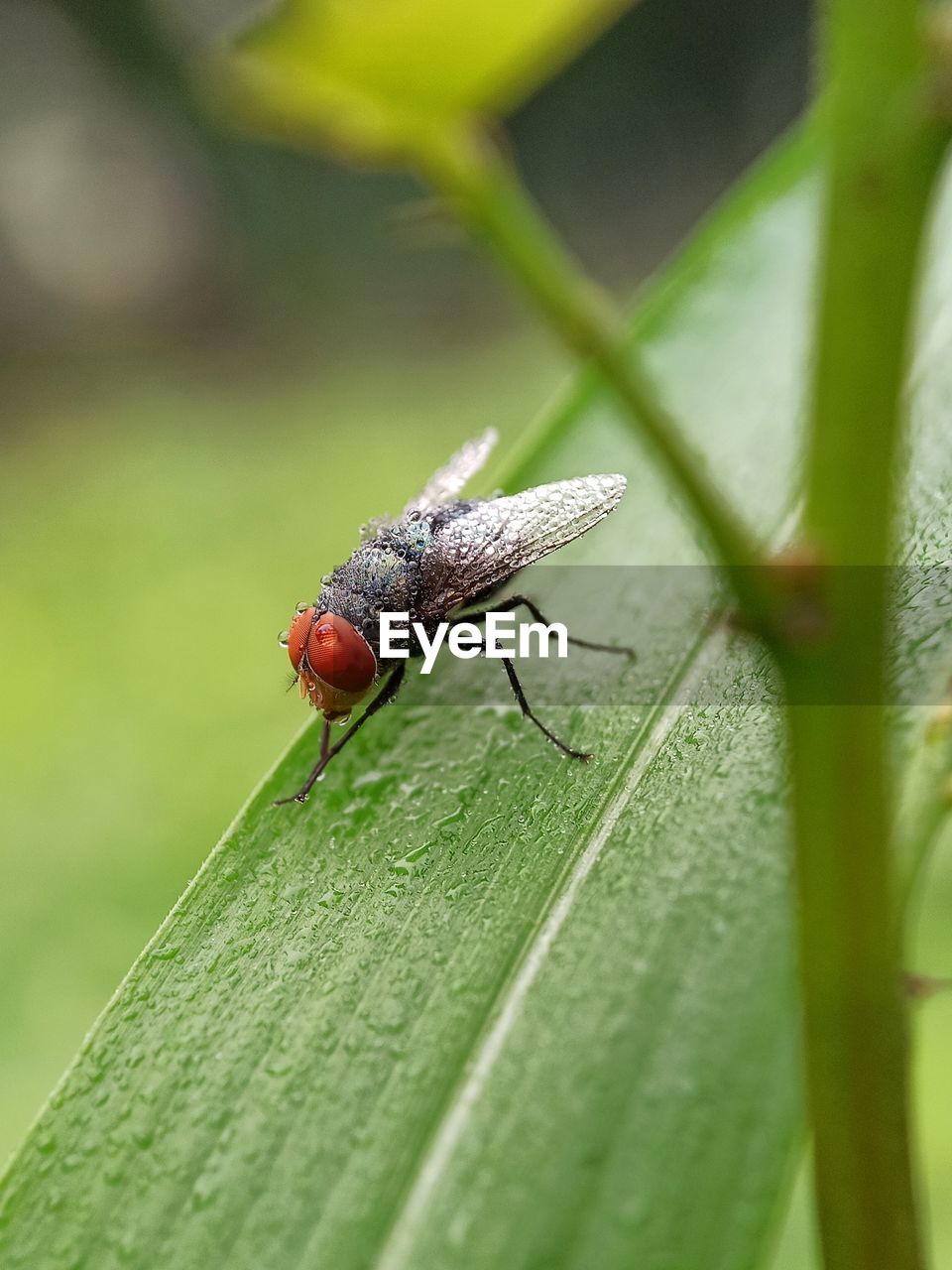 CLOSE-UP OF INSECT