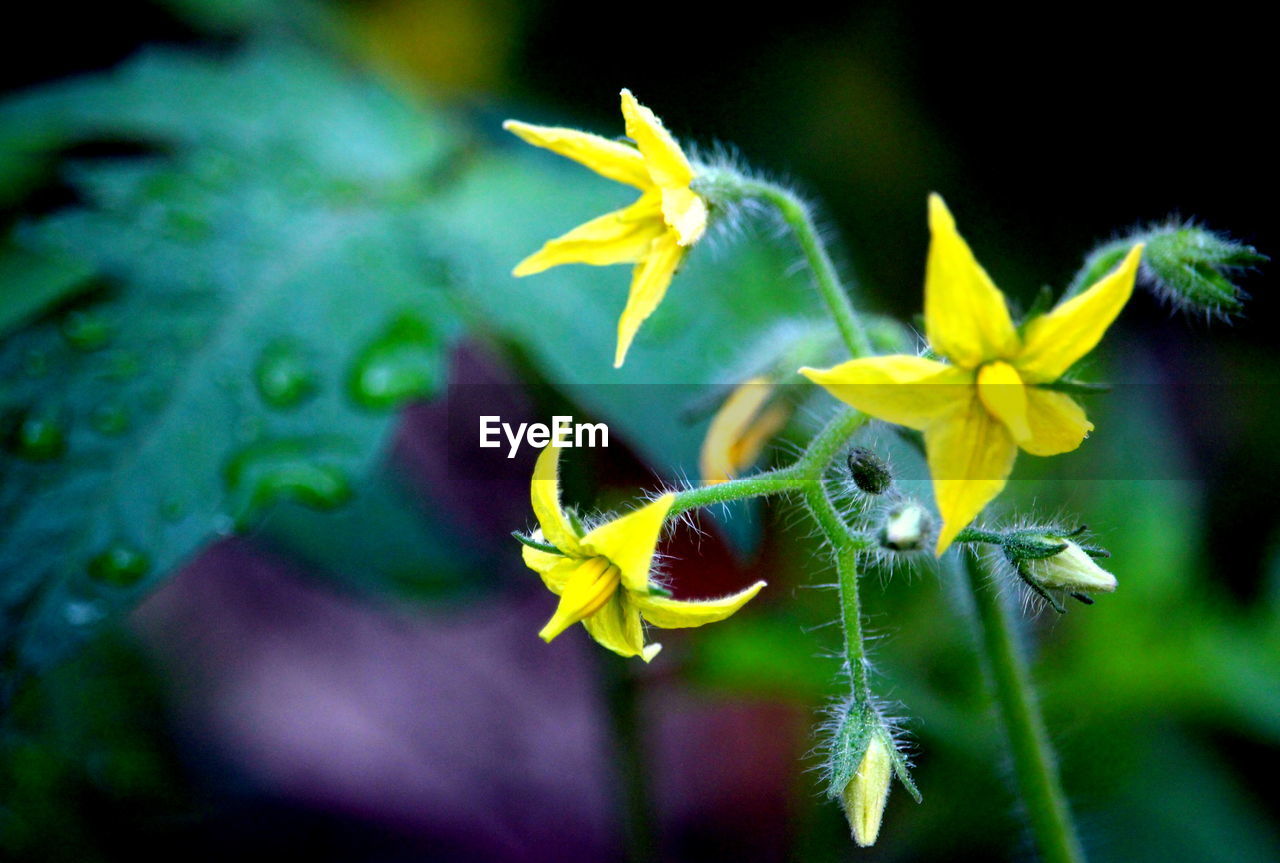 CLOSE-UP OF YELLOW FLOWERS ON PLANT