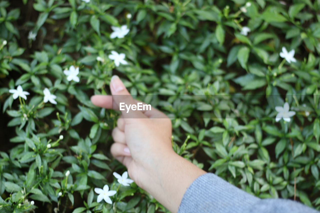Cropped image of woman hand by plants