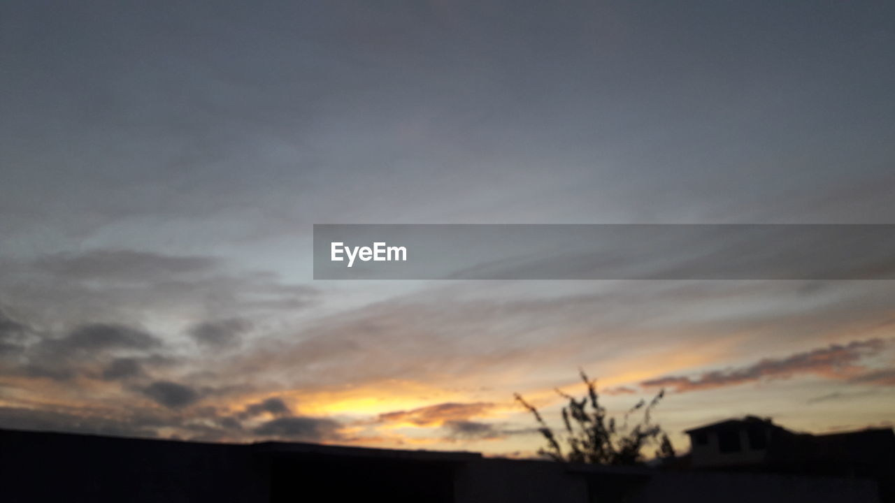 SILHOUETTE OF PLANTS AGAINST DRAMATIC SKY