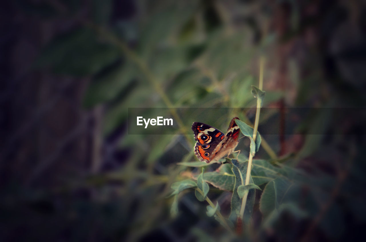 Butterfly on plant