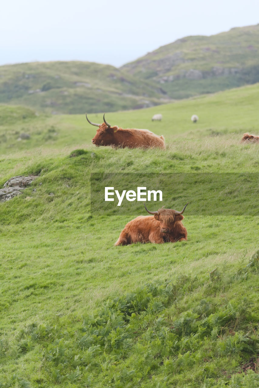 Portrait of highland cattle bulls amongst windswept grass, one on a mound. rural scottish scene.