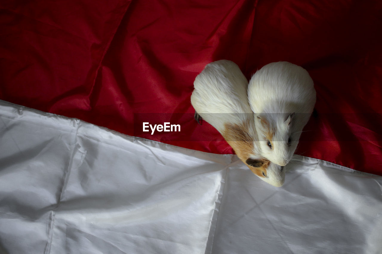 High angle view of a guinea pigs on indinesian flags and make heart shape