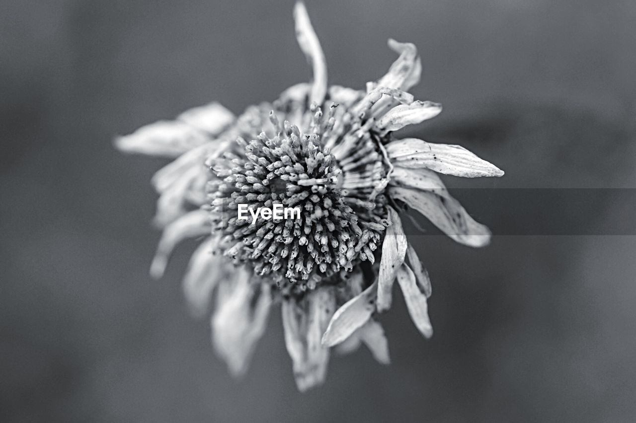 CLOSE-UP OF FLOWER AND LEAVES