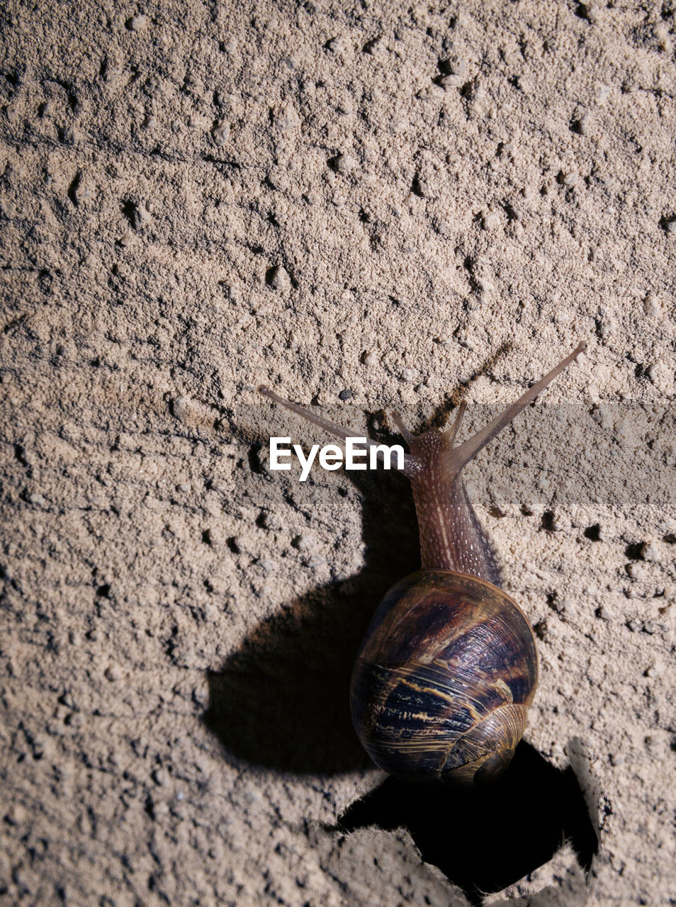 Close-up high angle view of snail on ground