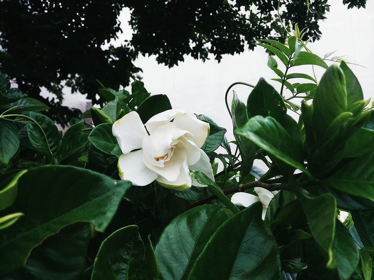 Close-up of white flowers