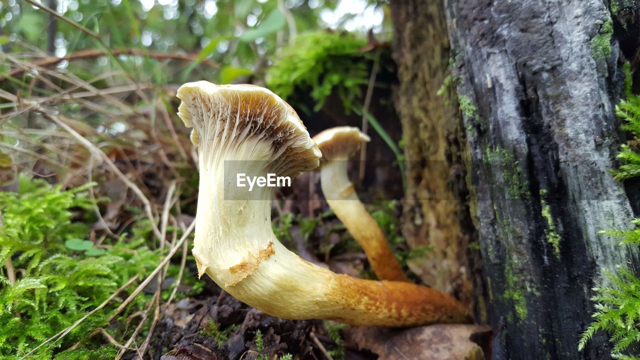 CLOSE-UP OF MUSHROOMS ON TREE TRUNK