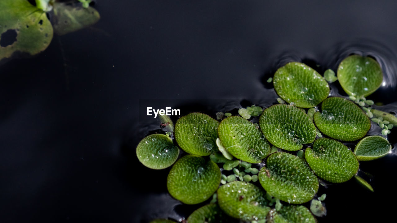 High angle view of fresh green leaves in water
