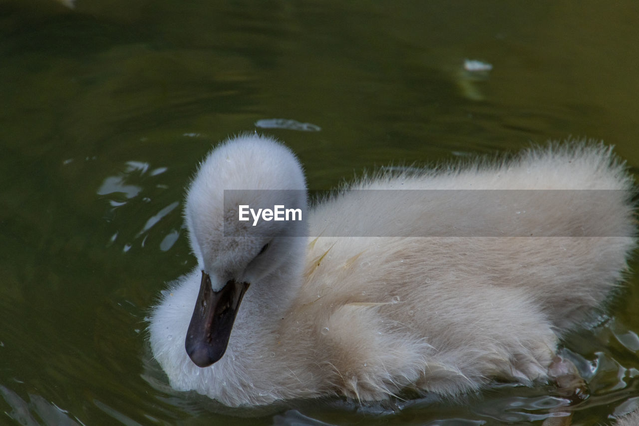 View of swan swimming in lake