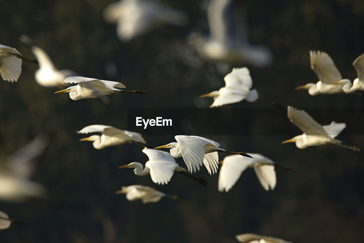 The large group of the great egret in flight, crna mlaka