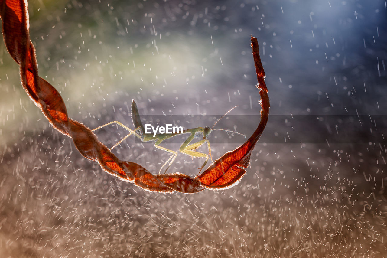 Close-up of praying mantis on red leaf