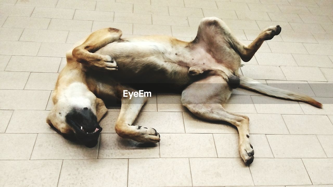 Dog sleeping on tiled floor