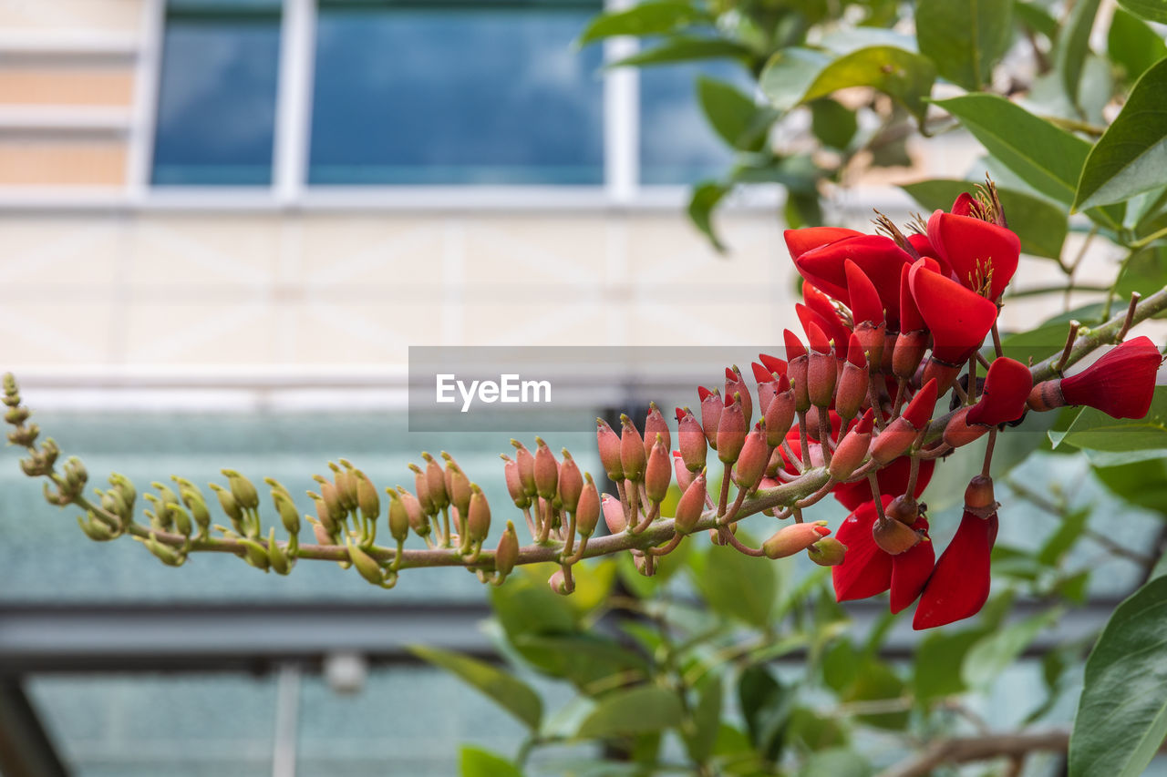 Close-up of red flowering plant