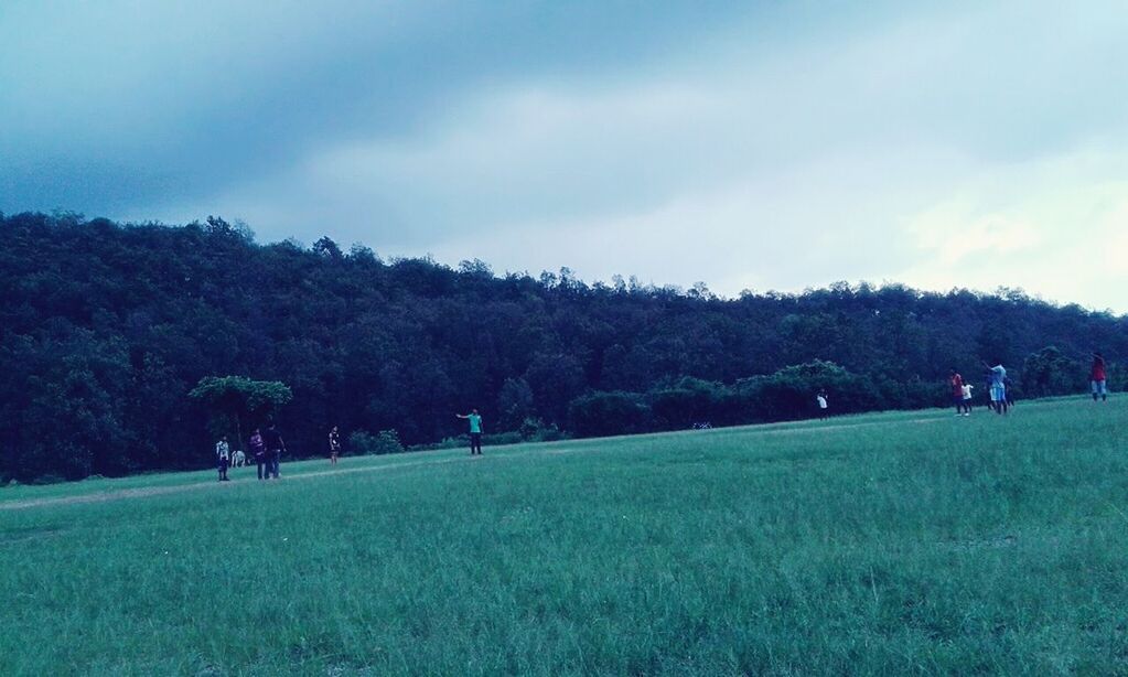 TREES ON GRASSY FIELD