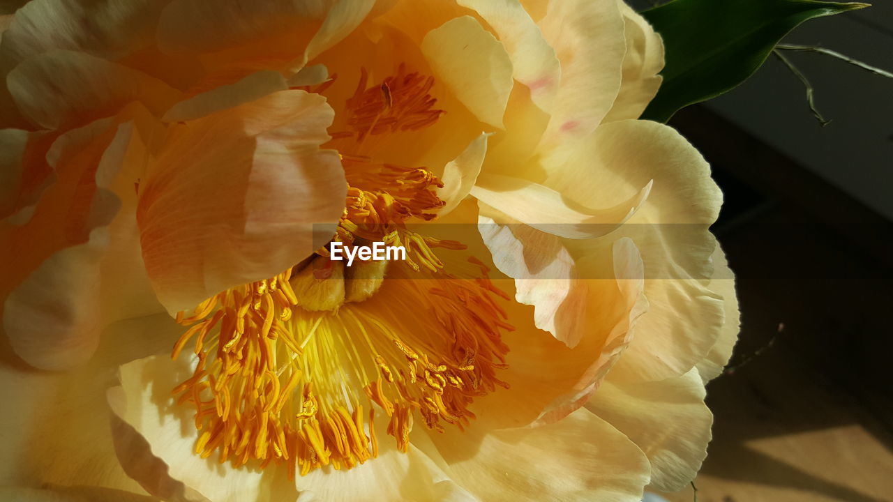 CLOSE-UP OF FLOWER