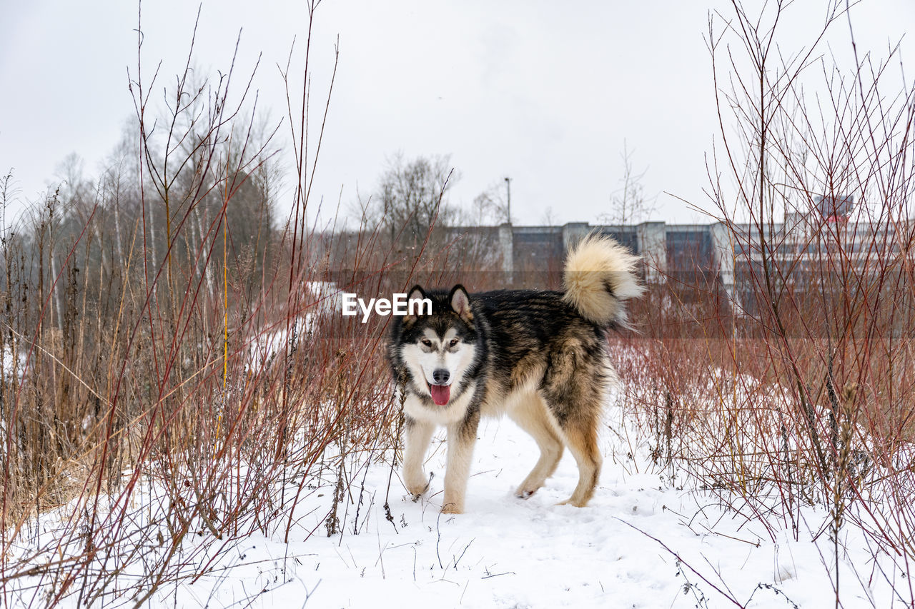 Dog running on snow covered land