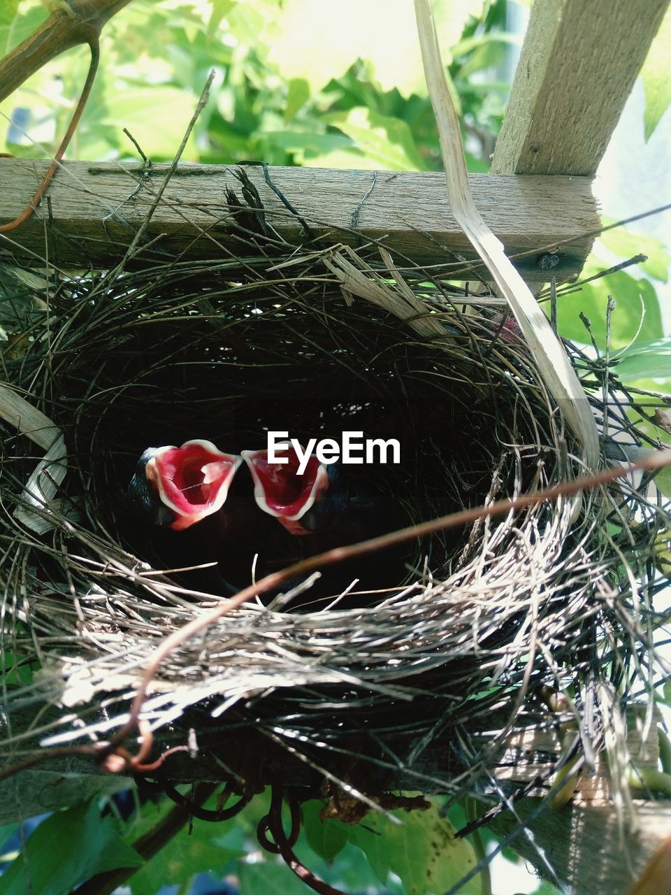 CLOSE-UP OF BIRD NEST