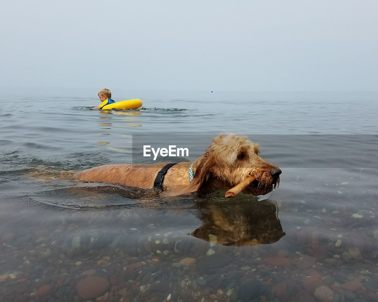 MAN WITH DOG IN SEA