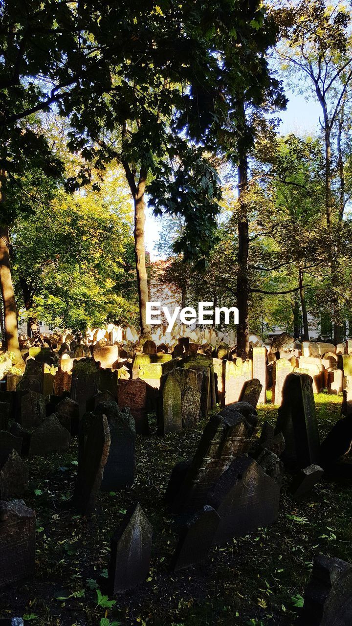 TREES AT CEMETERY