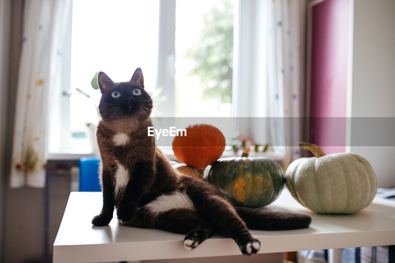 animal themes, animal, mammal, pet, domestic animals, cat, one animal, domestic cat, indoors, no people, carnivore, window, home interior, feline, sitting, table, small to medium-sized cats, day, felidae, domestic room, portrait, looking at camera, cute, kitten