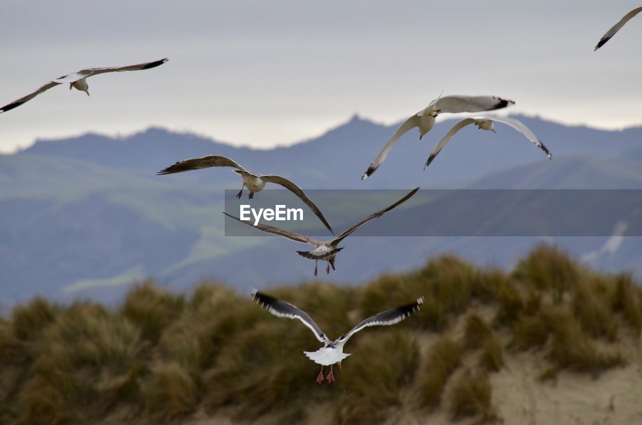 BIRD FLYING AGAINST SKY