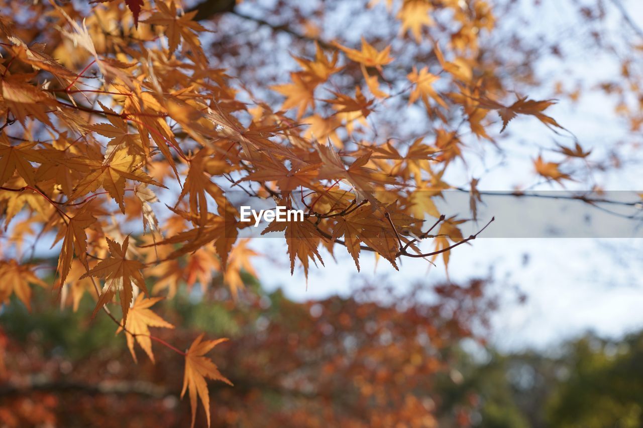 Close-up of maple leaves on tree during autumn