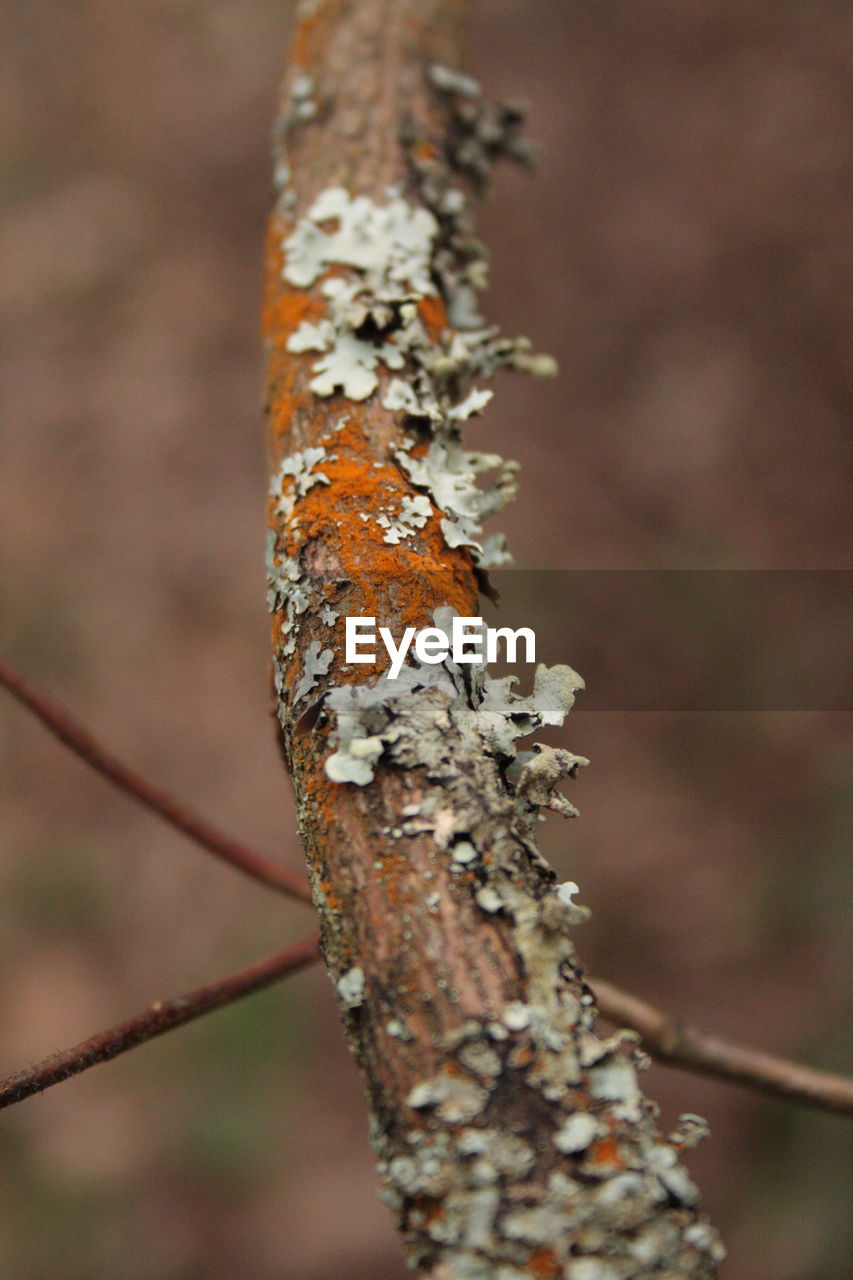 CLOSE-UP OF TREE TRUNK AGAINST BLURRED BACKGROUND