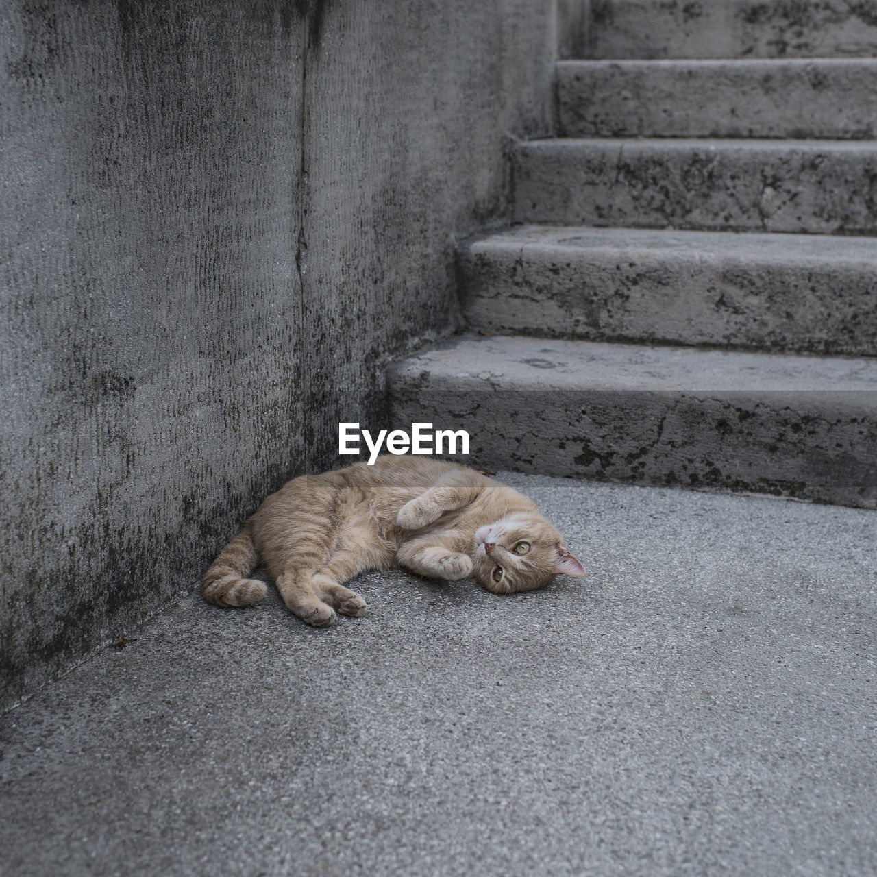 CAT SLEEPING ON STEPS