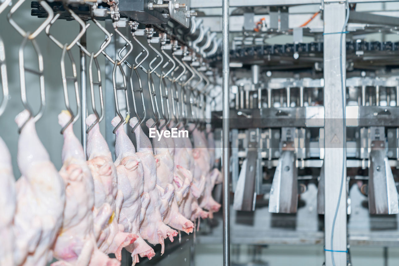 Chicken hang on conveyor chain turn to line process in modern poultry factory.