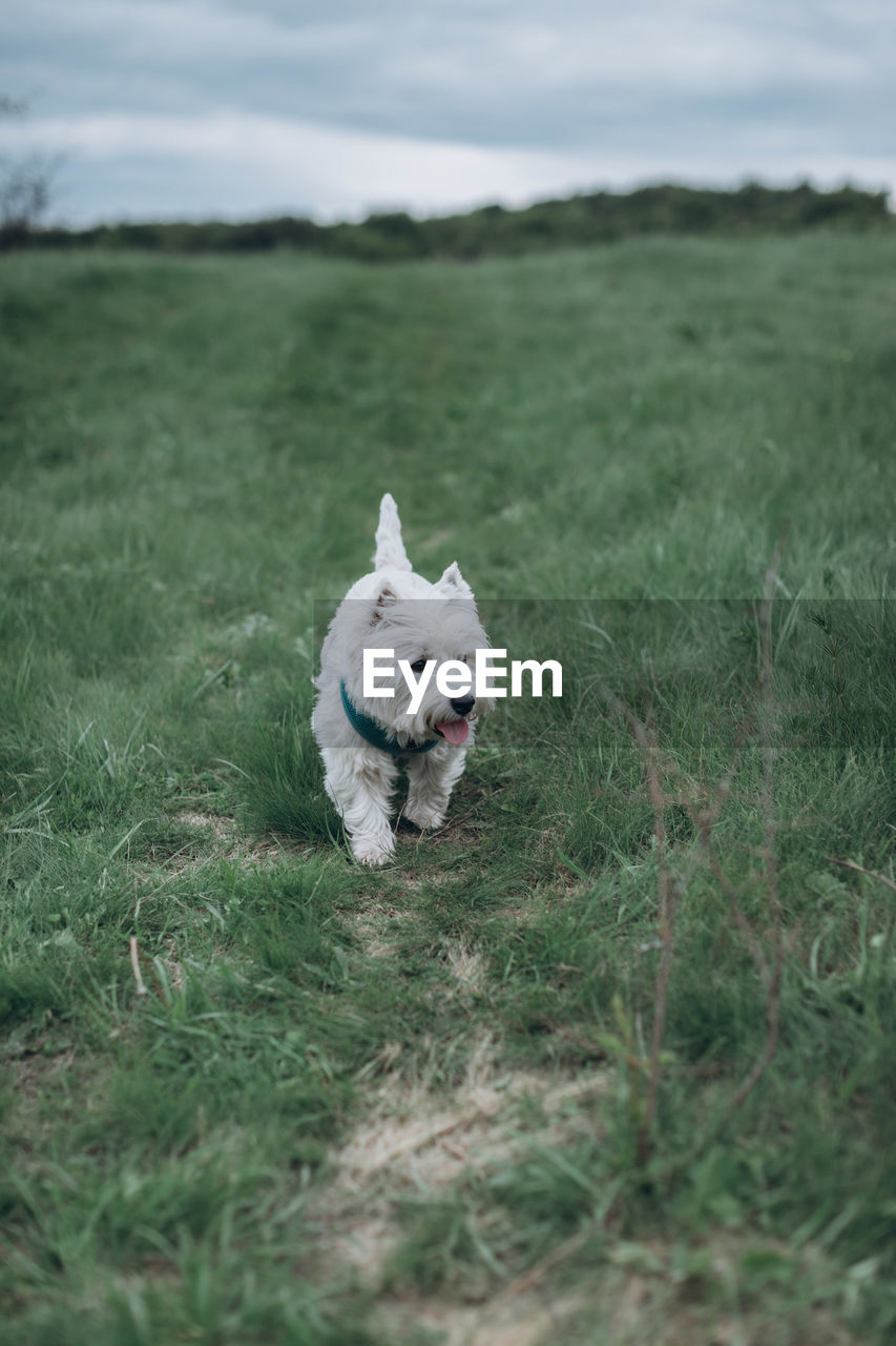 Dog running on field